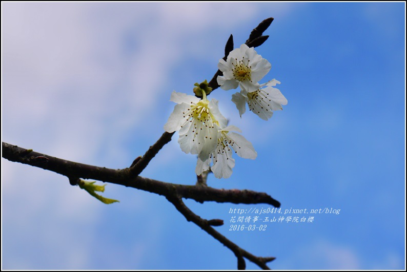 2016-03-玉山神學院白櫻1.jpg