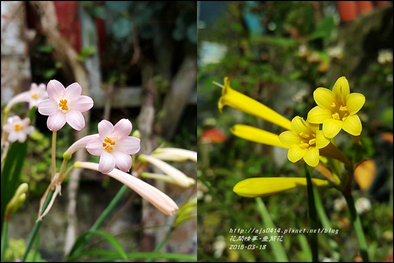 2016-03-垂筒花11.jpg