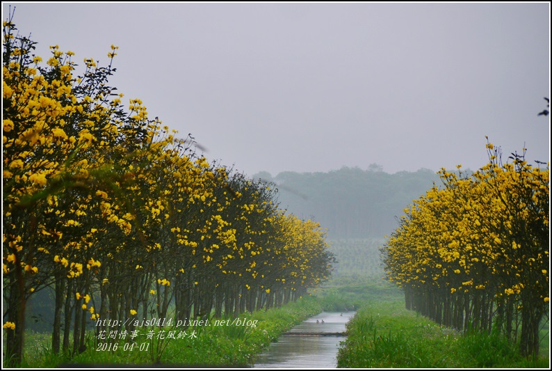 2016-04-黃花風鈴木1.jpg