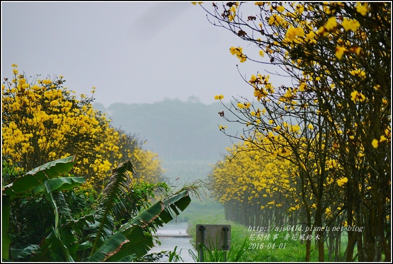 2016-04-黃花風鈴木2.jpg