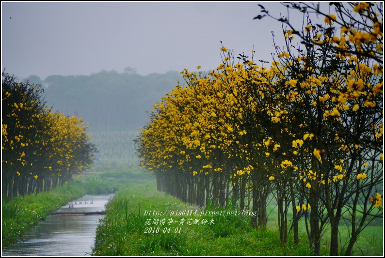 2016-04-黃花風鈴木4.jpg