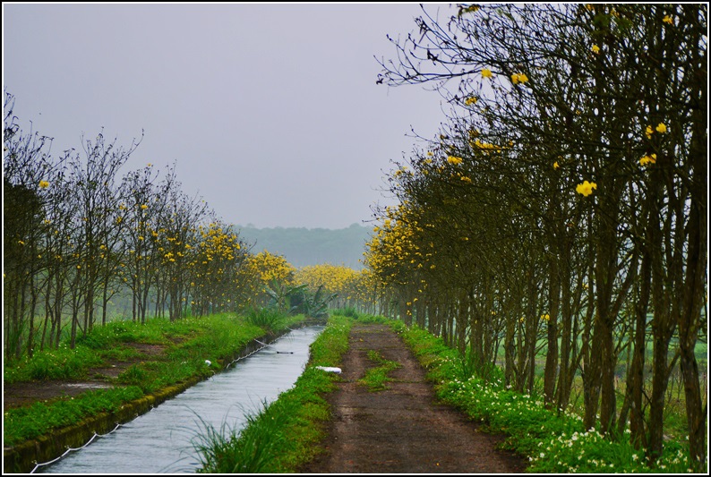 2016-04-黃花風鈴木3.jpg