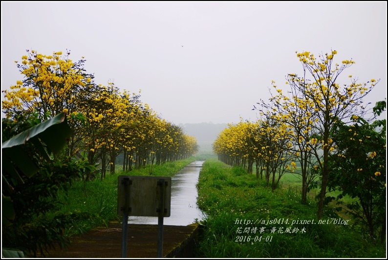 2016-04-黃花風鈴木6.jpg