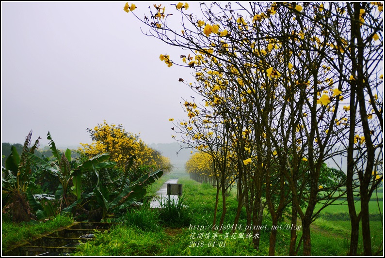 2016-04-黃花風鈴木5.jpg