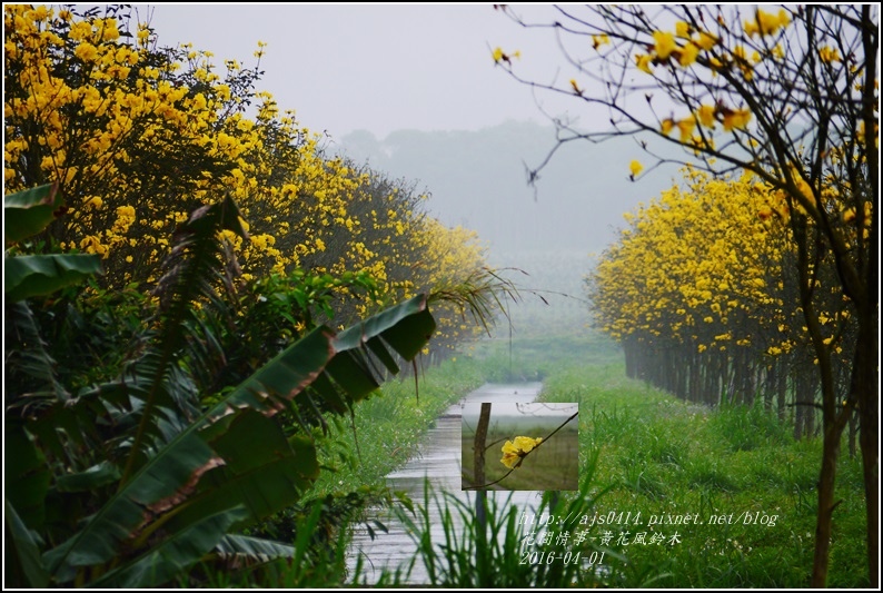 2016-04-黃花風鈴木7.jpg