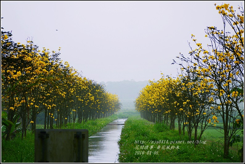 2016-04-黃花風鈴木8.jpg