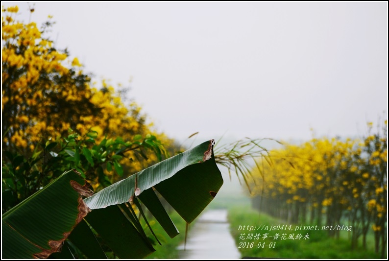 2016-04-黃花風鈴木11.jpg