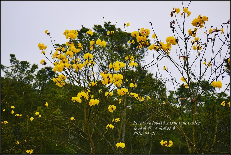 2016-04-黃花風鈴木12.jpg