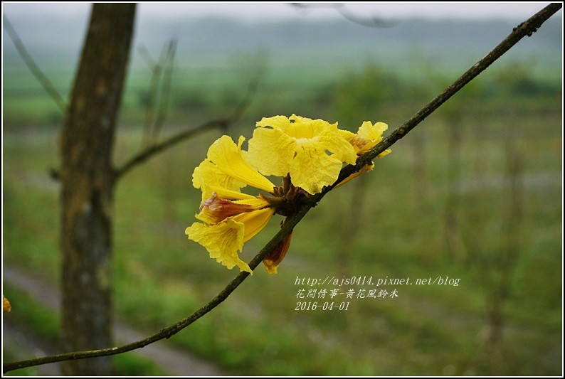 2016-04-黃花風鈴木14.jpg