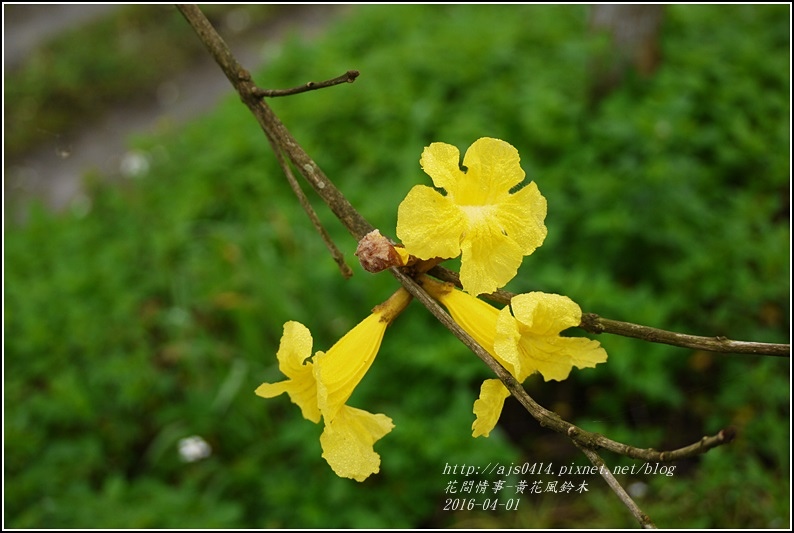 2016-04-黃花風鈴木15.jpg