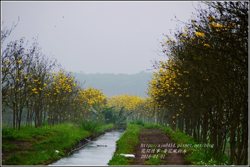 2016-04-黃花風鈴木17.jpg