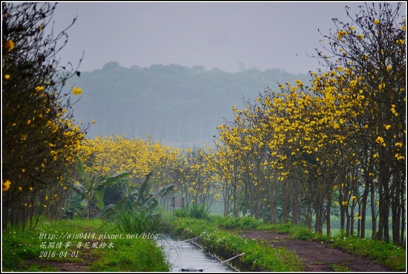 2016-04-黃花風鈴木18.jpg