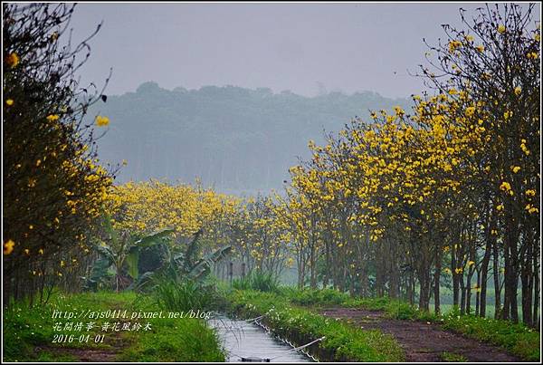 2016-04-黃花風鈴木18.jpg