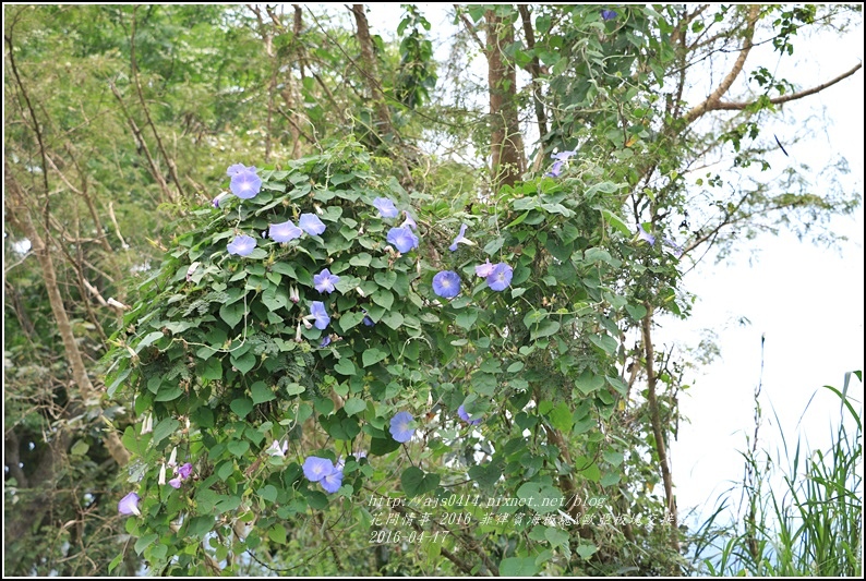 2016-菲律賓海板塊&歐亞板塊交接處(玉富自行車道)27.jpg