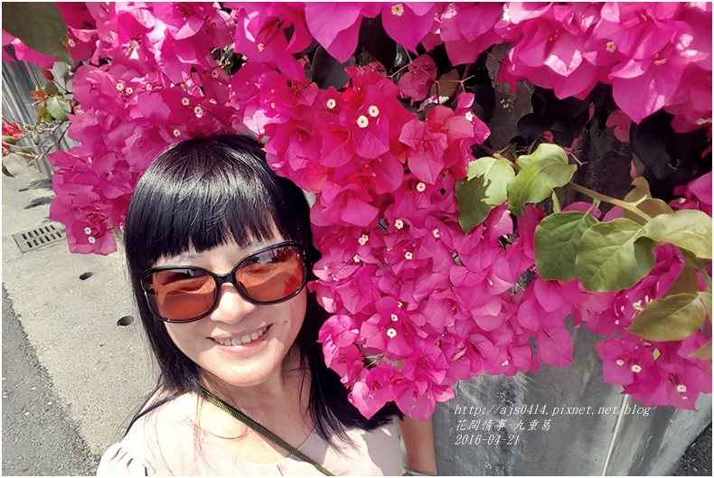 2016-04-九重葛1.jpg 2016-04-九重葛1.jpg