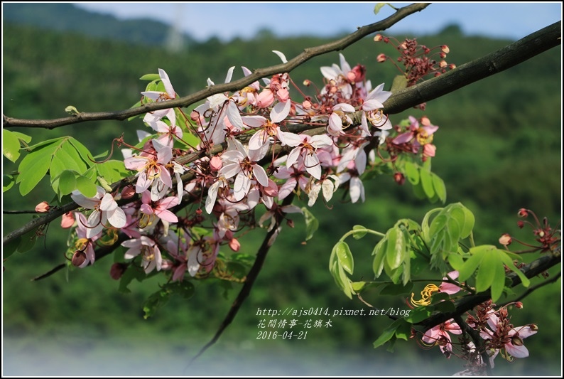 2016-04-花旗木1.jpg 2016-04-花旗木1.jpg
