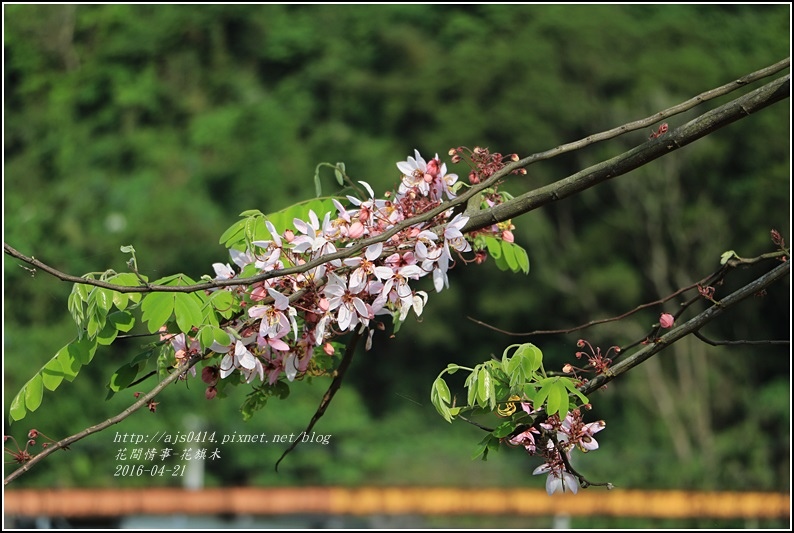2016-04-花旗木3.jpg 2016-04-花旗木3.jpg