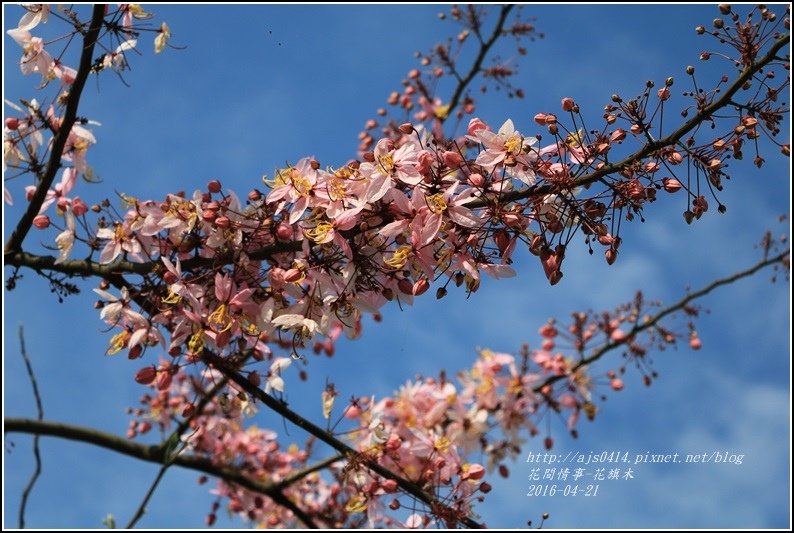2016-04-花旗木4.jpg 2016-04-花旗木4.jpg
