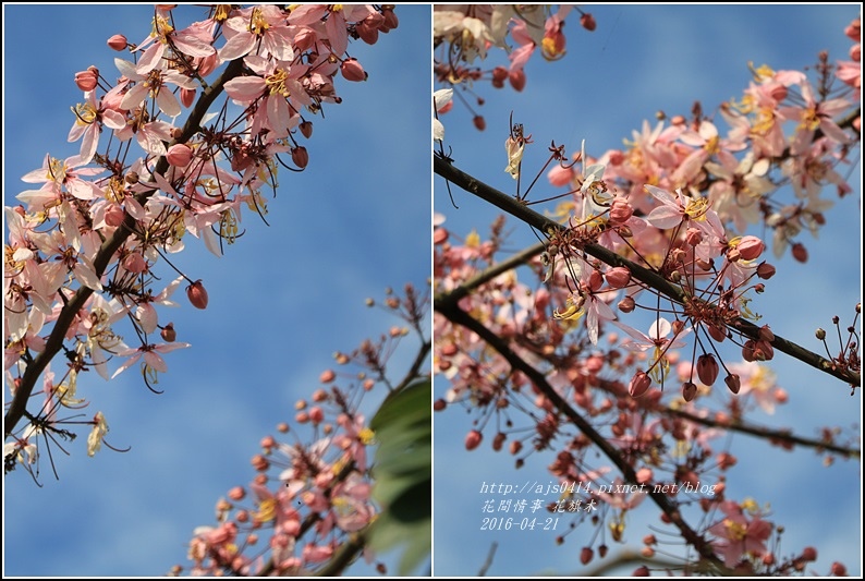 2016-04-花旗木5.jpg 2016-04-花旗木5.jpg