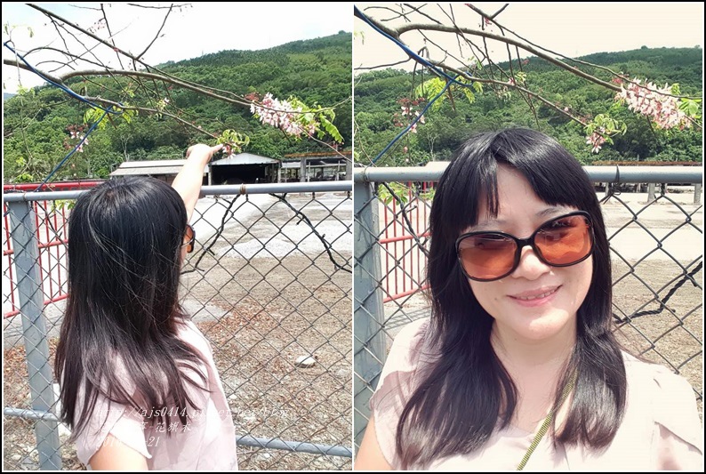 2016-04-花旗木7.jpg 2016-04-花旗木7.jpg