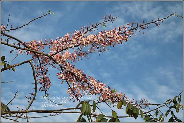 2016-04-花旗木8.jpg