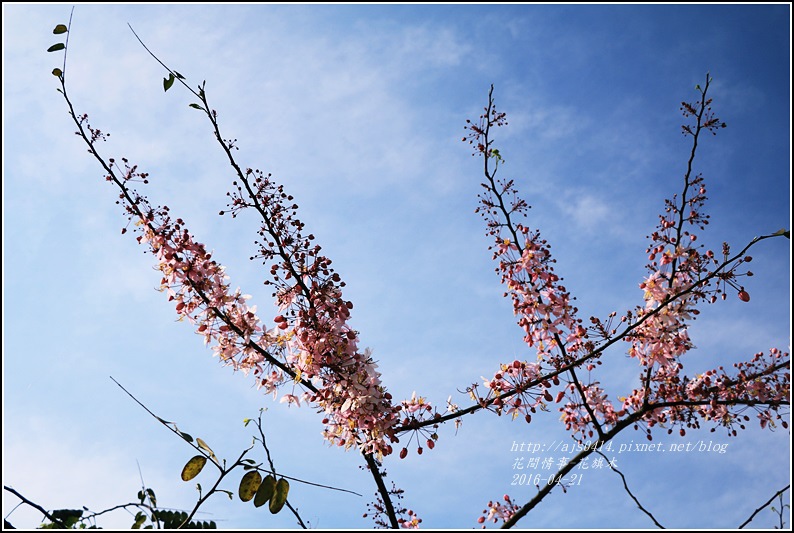 2016-04-花旗木9.jpg