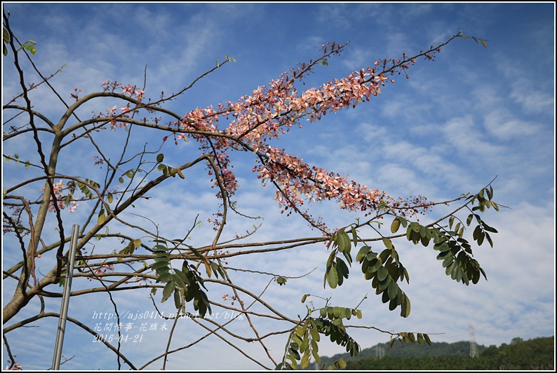 2016-04-花旗木10.jpg 2016-04-花旗木10.jpg