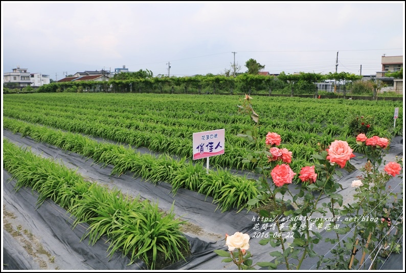 嘉德萱草花田9-2016-04.jpg