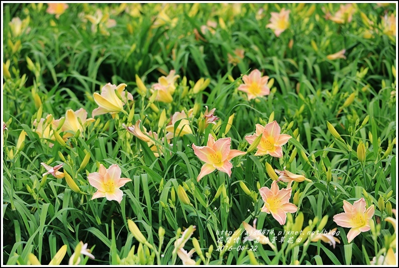 嘉德萱草花田10-2016-04.jpg