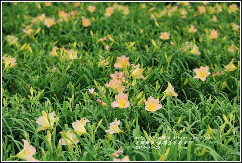 嘉德萱草花田11-2016-04.jpg