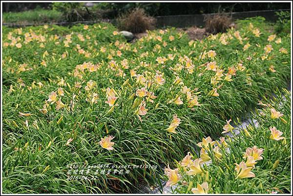 嘉德萱草花田13-2016-04.jpg