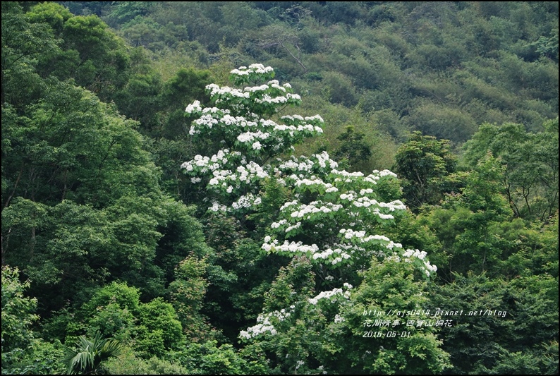 2016-05-西寶山桐花1.jpg