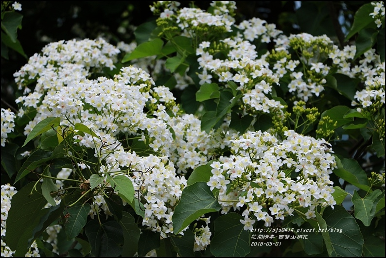 2016-05-西寶山桐花10.jpg