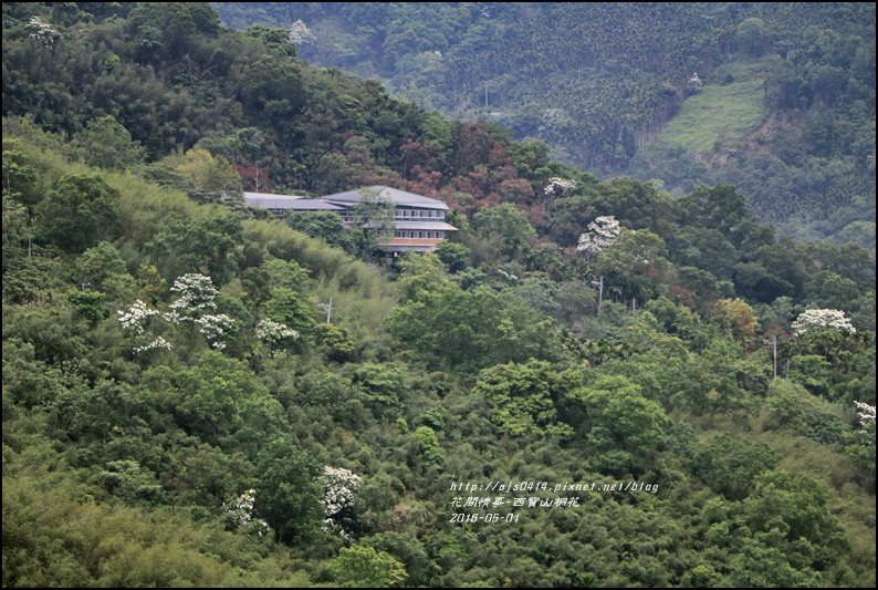 2016-05-西寶山桐花12.jpg