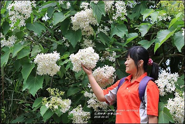 2016-05-西寶山桐花14.jpg