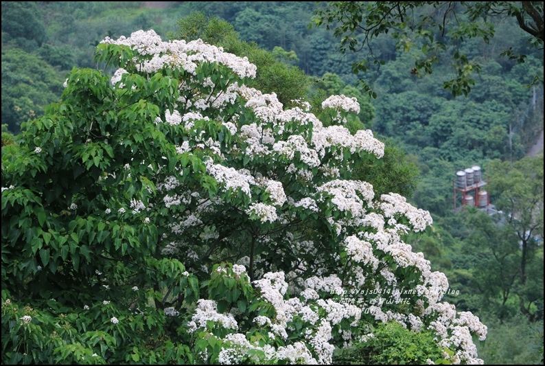 2016-05-西寶山桐花20.jpg