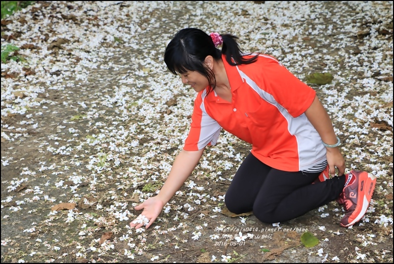 2016-05-西寶山桐花27.jpg