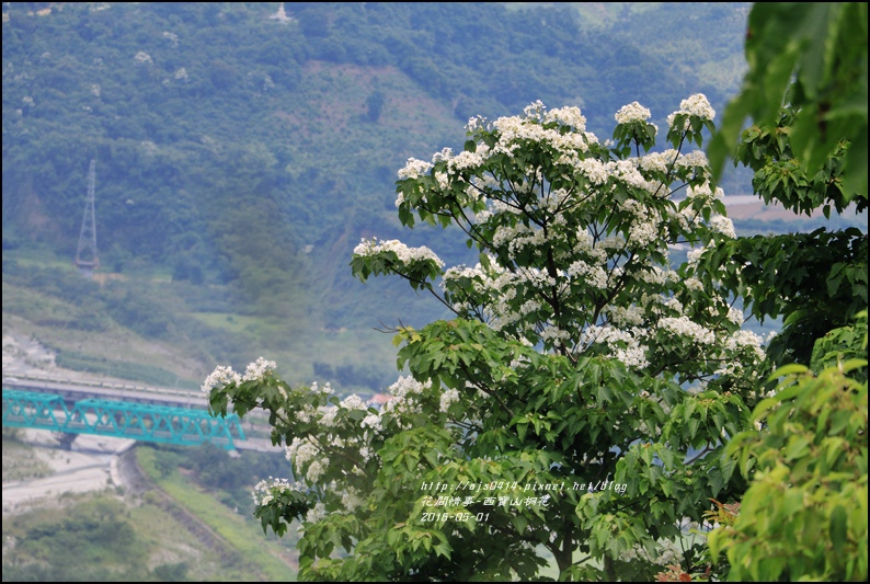 2016-05-西寶山桐花30.jpg