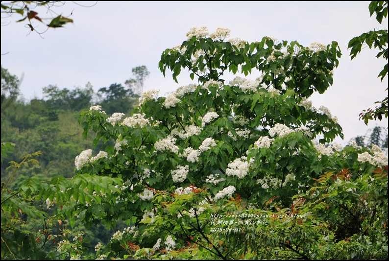 2016-05-西寶山桐花31.jpg