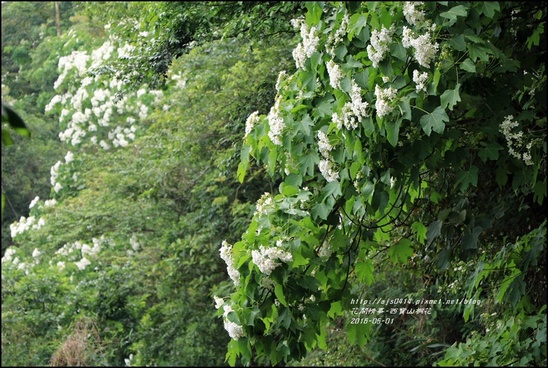 2016-05-西寶山桐花32.jpg