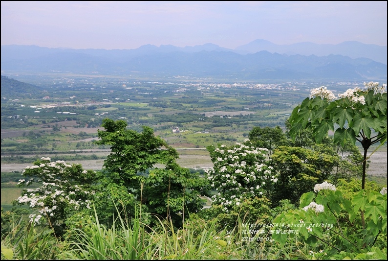 2016-05-西寶山桐花33.jpg