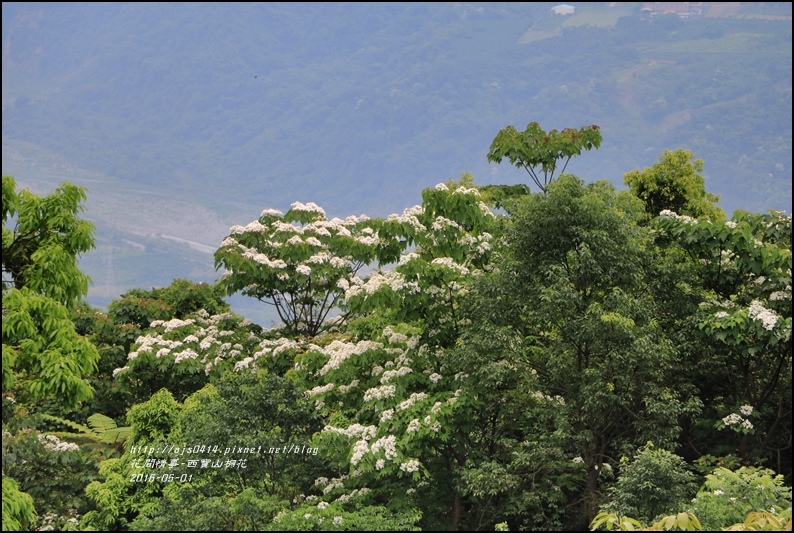 2016-05-西寶山桐花34.jpg