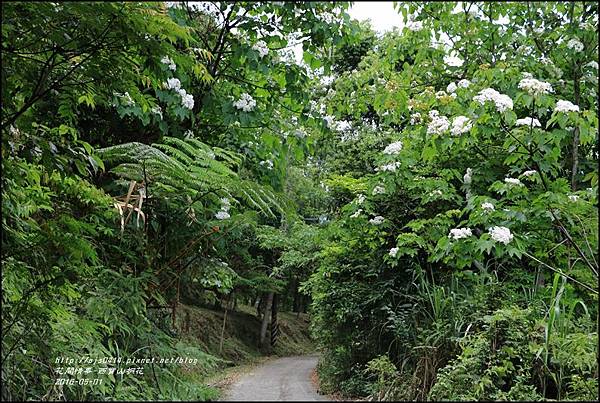 2016-05-西寶山桐花35.jpg