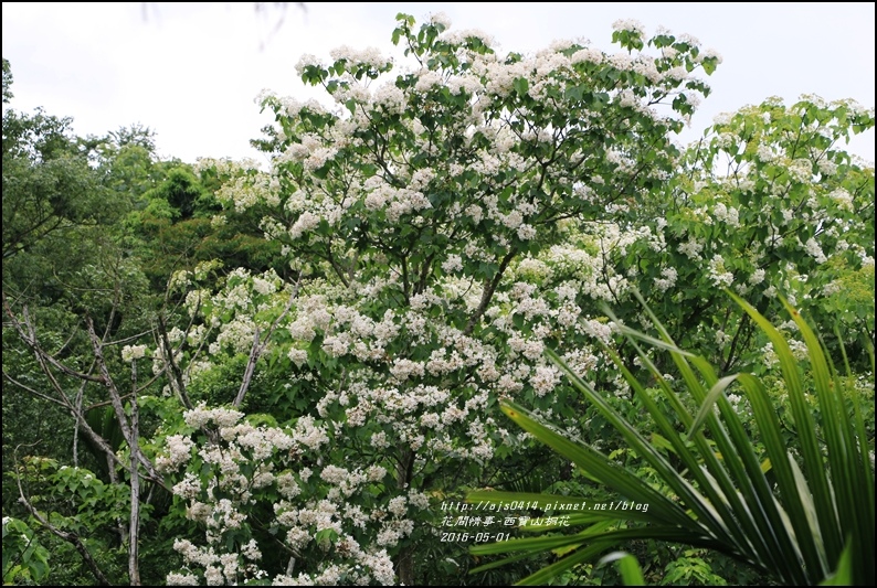 2016-05-西寶山桐花36.jpg