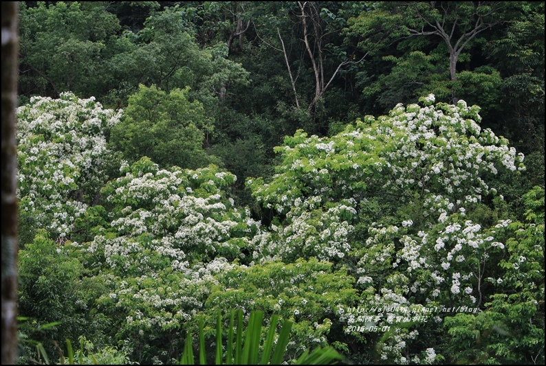 2016-05-西寶山桐花37.jpg