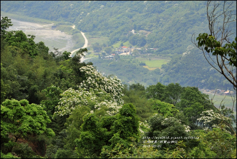 2016-05-西寶山桐花38.jpg