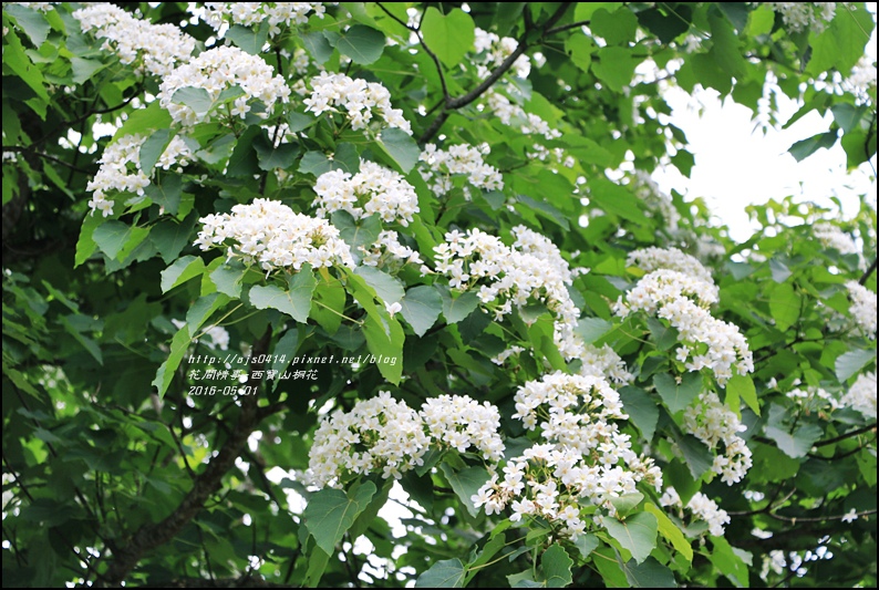 2016-05-西寶山桐花39.jpg