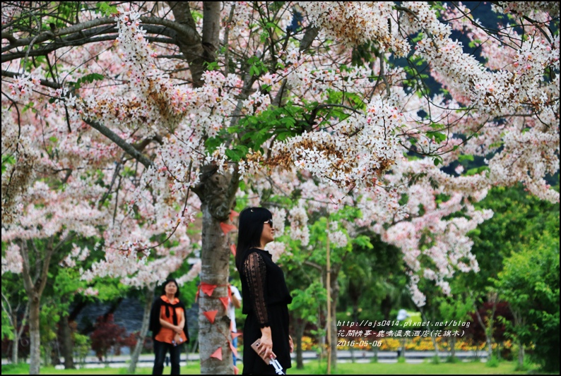 2016-05-鹿鳴溫泉洒店(花旗木)1.jpg