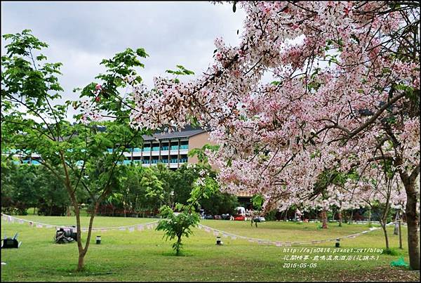 2016-05-鹿鳴溫泉洒店(花旗木)2.jpg