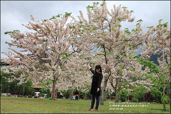 2016-05-鹿鳴溫泉洒店(花旗木)6.jpg